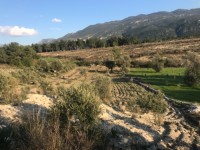 Saklıkette zeytinlik 11