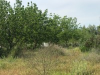 Fethiye saklıkentte organik  bahçe 74000 metre 10