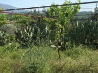 Fethiye saklıkentte organik  bahçe 74000 metre 30