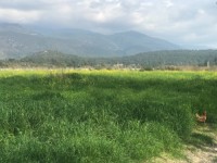 Fethiye eşen bölgesinde 12 dönüm arazi 14