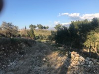 Saklıkette zeytinlik 7