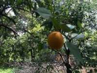 Köyceğizde çiflik ve bahçe 14