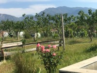 Fethiye saklıkentte organik  bahçe 74000 metre 17