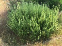 Fethiye saklıkentte organik  bahçe 74000 metre 22