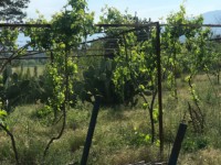 Fethiye saklıkentte organik  bahçe 74000 metre 28