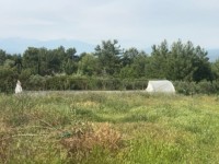 Fethiye saklıkette 74 dönüm organik bahçe 14