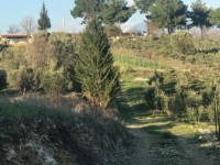 Saklıkette zeytinlik 6