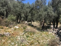 Fethiye Karadere ünlü Patara pilajına yakın 78 dönüm Zeytilik 18