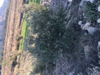 Fethiye saklkentte 3400 metre içinde zeytinlik 4