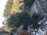 Saklıkette zeytinlik 5