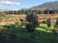 Saklıkette zeytinlik 13