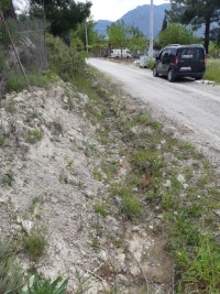 Saklıkette 27250 metre zeytinlik 12