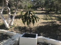 Fethiye seydikemer bölgesinde müstakil taş ev iki katlı 22