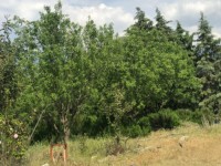 Fethiye saklıkentte organik  bahçe 74000 metre 18