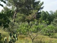 Fethiye saklıkentte organik  bahçe 74000 metre 26