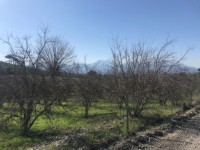 Fethiye saklıkette 3340 metre nar bahçesi 6