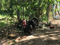 Köyceğizde çiflik ve bahçe 2