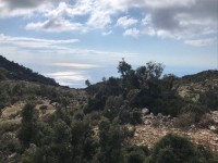 Saklıkette zeytinlik 18