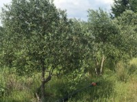 Fethiye saklıkentte organik  bahçe 74000 metre 35