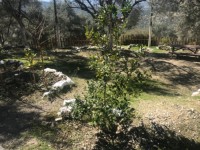 Fethiye seydikemer bölgesinde müstakil taş ev iki katlı 20