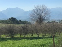 Fethiye saklıkette 3340 metre nar bahçesi