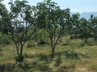 Fethiye saklıkentte organik  bahçe 74000 metre 7