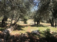 Fethiye Karadere ünlü Patara pilajına yakın 78 dönüm Zeytilik 15