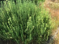 Fethiye saklıkentte organik  bahçe 74000 metre 20