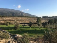 Saklıkette zeytinlik 10