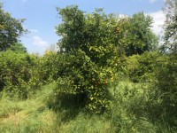 Köyceğizde çiflik ve bahçe 17