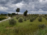 Saklıkette 27250 metre zeytinlik 2