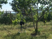 Fethiye saklıkentte organik  bahçe 74000 metre 9