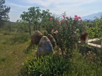 Fethiye saklıkentte organik  bahçe 74000 metre 8