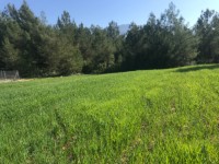 Fethiye saklıkette 3400 metre arazi 6