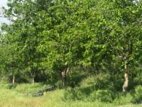 Fethiye saklıkette 74 dönüm organik bahçe 47