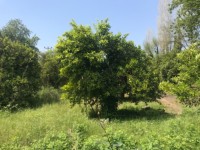 Köyceğizde çiflik ve bahçe 5