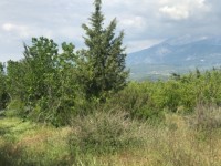 Fethiye saklıkentte organik  bahçe 74000 metre 19