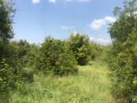 Köyceğizde çiflik ve bahçe 16