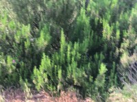 Fethiye saklıkentte organik  bahçe 74000 metre 12