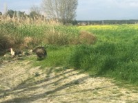 Fethiye eşen bölgesinde 12 dönüm arazi 13