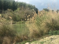 Fethiye eşen bölgesinde 12 dönüm arazi 10