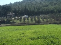 Fethiye saklıkette 3340 metre nar bahçesi 3