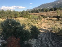 Saklıkette zeytinlik 2