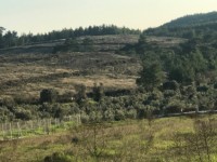 Fethiye saklkentte 3400 metre içinde zeytinlik 16