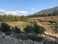 Saklıkette zeytinlik 14