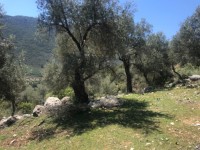 Fethiye Karadere ünlü Patara pilajına yakın 78 dönüm Zeytilik 6
