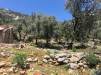 Fethiye Karadere ünlü Patara pilajına yakın 78 dönüm Zeytilik 8