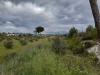 Saklıkette 27250 metre zeytinlik 7