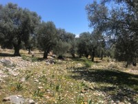 Fethiye Karadere ünlü Patara pilajına yakın 78 dönüm Zeytilik 25