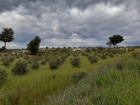 Saklıkette 27250 metre zeytinlik 6